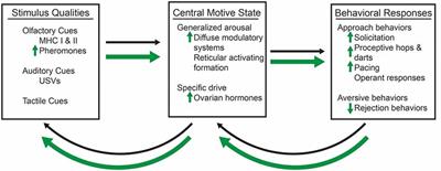 Sex, Drugs, and the Medial Amygdala: A Model of Enhanced Sexual Motivation in the Female Rat